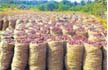 Nasik  farmer gets 5 paise per kg for onions!